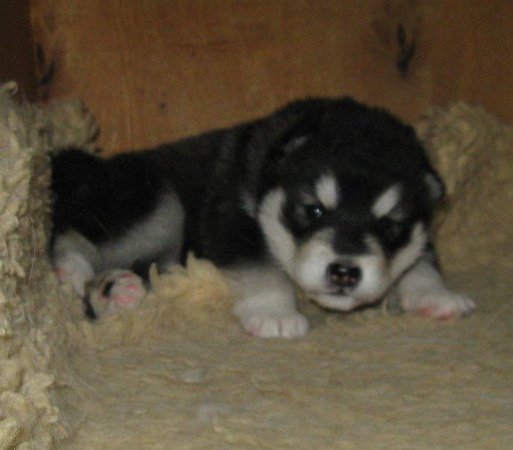 Chenoa 2 Wochen 001-1